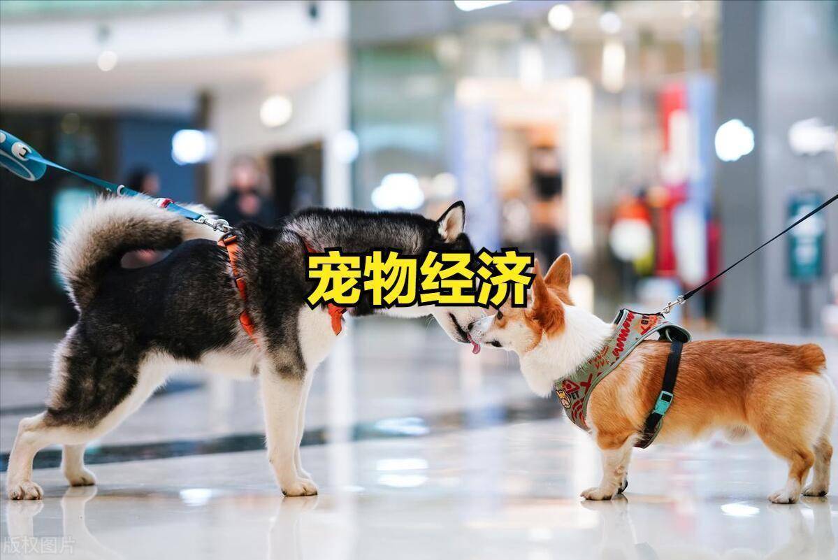 00亿市场背后的“情感刚需”！开元棋牌app宠物经济狂飙60